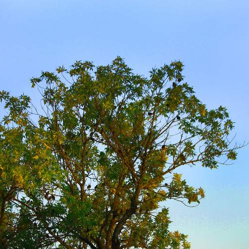Photo #12499915