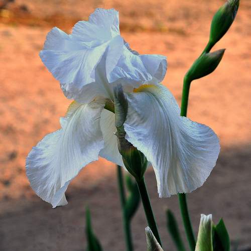 Photo #12499941