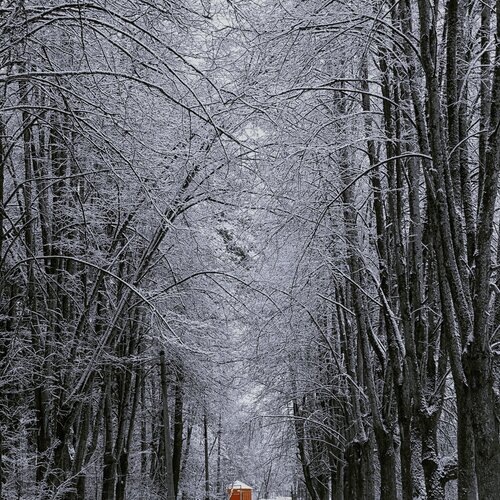 Зимняя прогулка