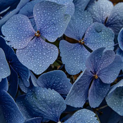 Whispers of Rain on a Blue Flower