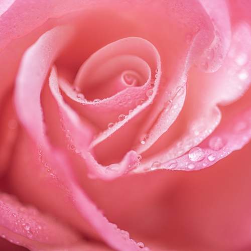 Whispers of Rain in a Rose