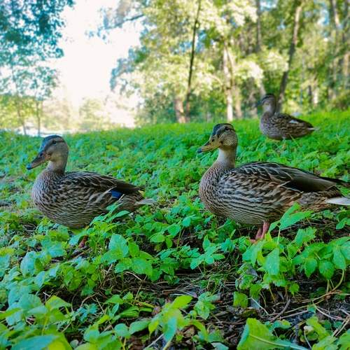 Photo #12500665
