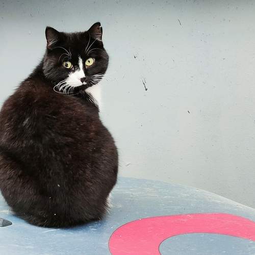 Photo #12500690