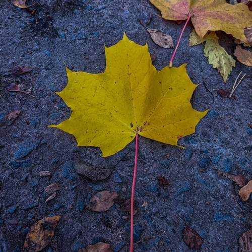 Photo #12501109