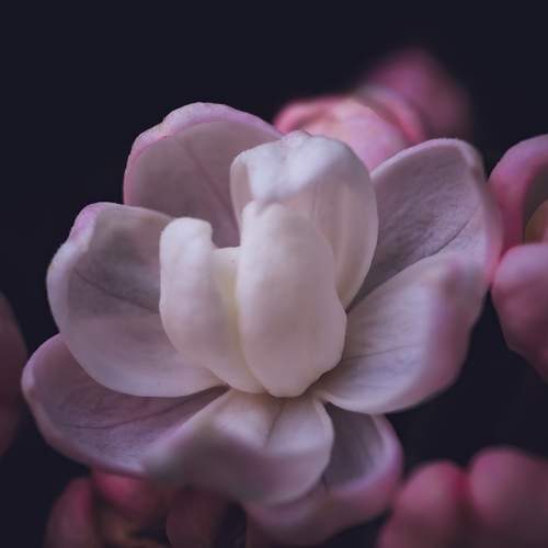 Photo #12501174