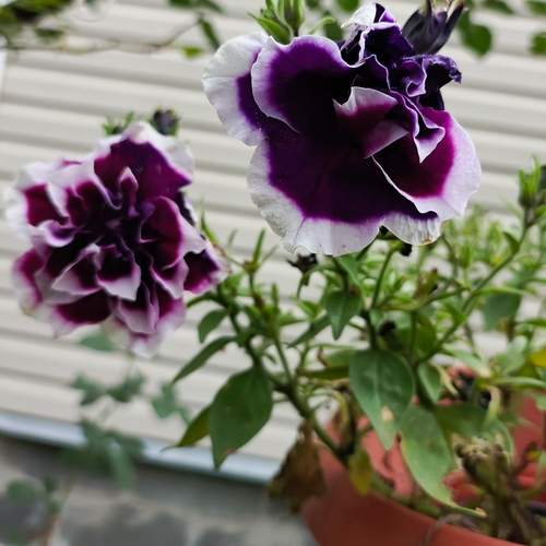 Photo #12501244