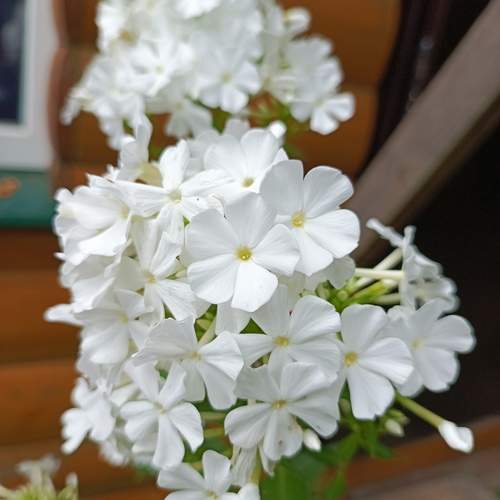 Photo #12501270
