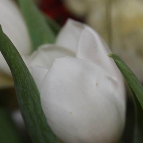 Photo #12501363