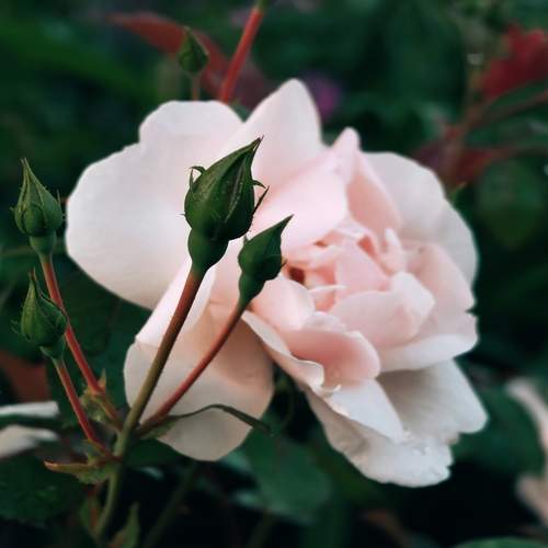 Photo #12501521