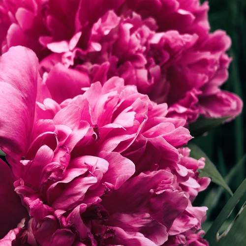 Photo #12501523