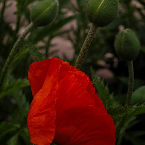 Photo #12501708
