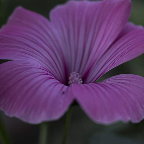 Photo #12501968