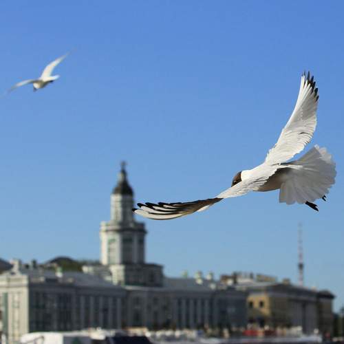 Photo #12502086