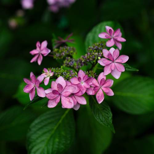 Photo #12502232