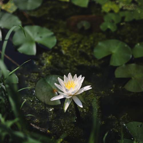 Photo #12502237