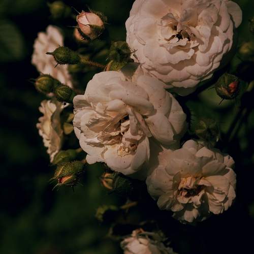 Photo #12502754