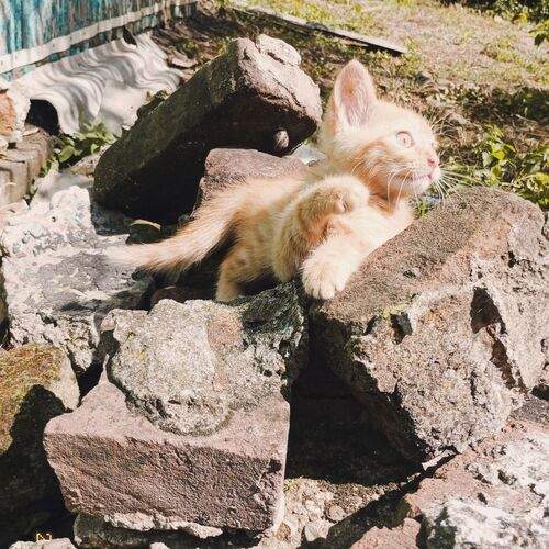 Photo #12503052