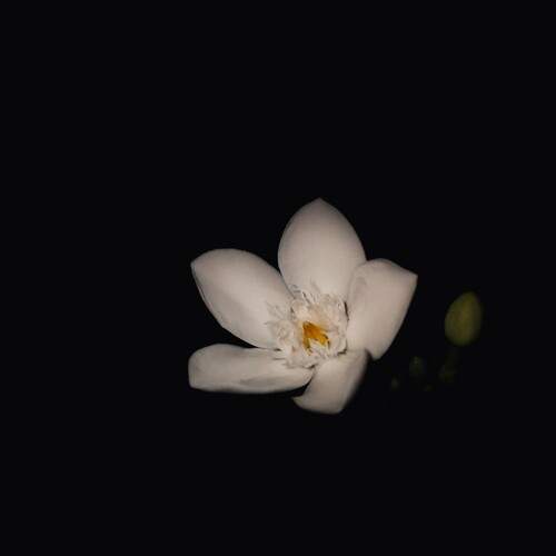 Photo #12503065