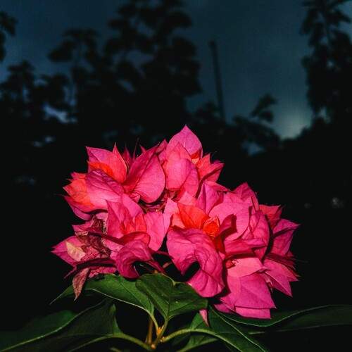 Photo #12503067