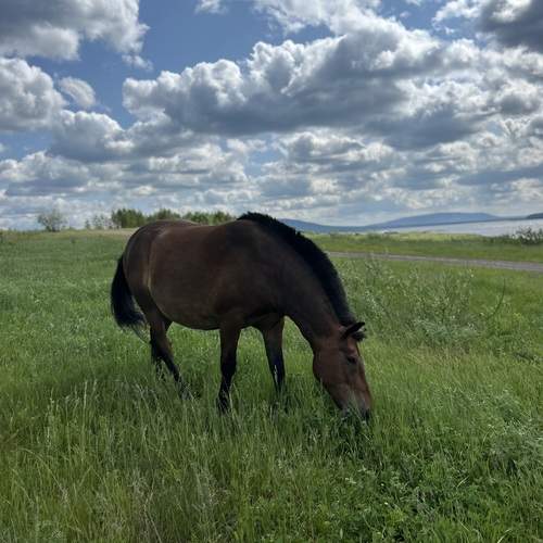 Photo #12503290