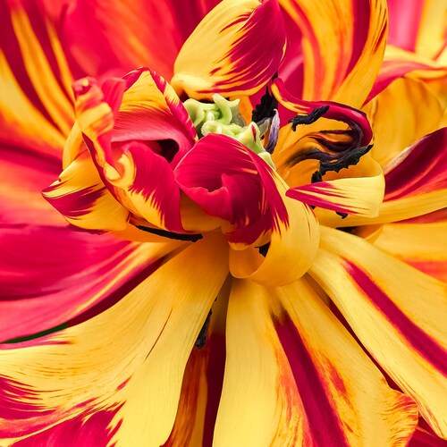 Photo #12503527