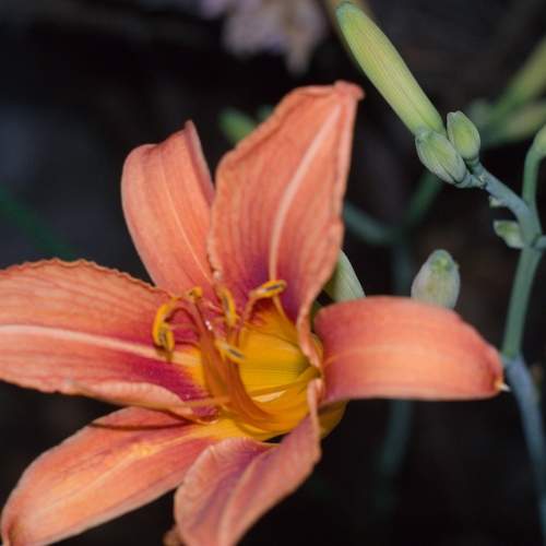 Photo #12503529