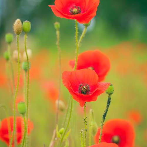 Photo #12503884