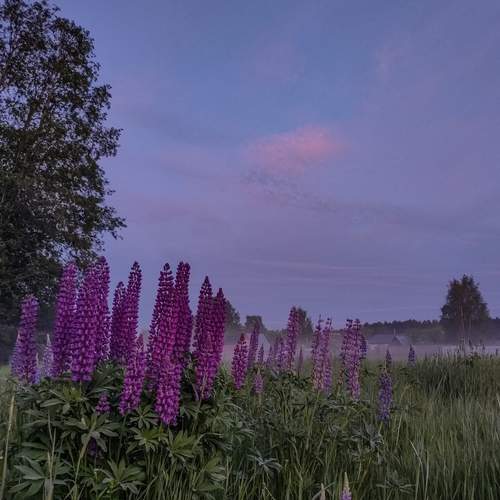 Photo #12503888