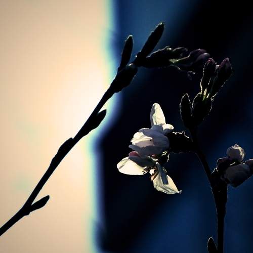Photo #12504138