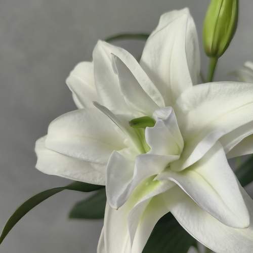 Photo #12504771