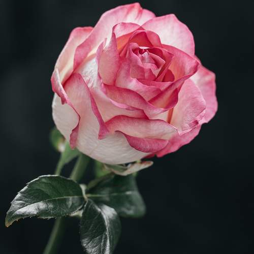 Photo #12504930