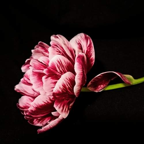 Photo #12504958