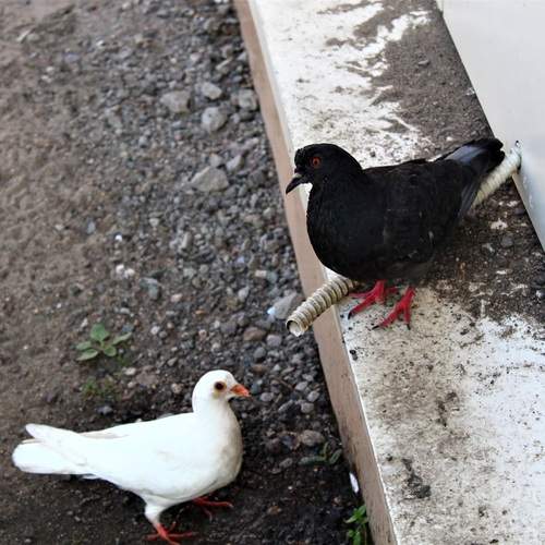 Photo #12505114