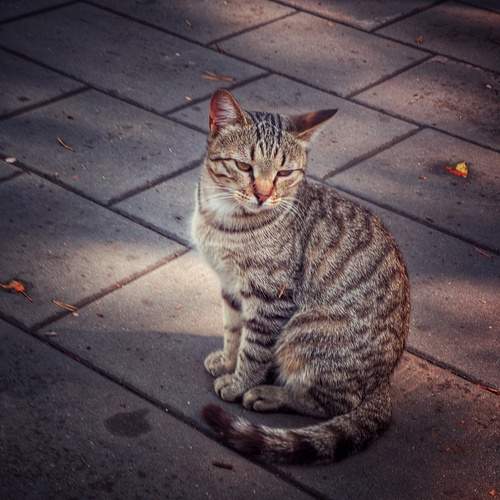 Photo #12505645