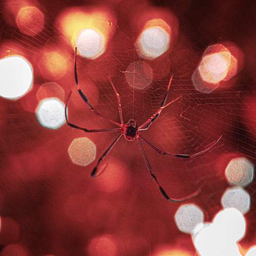 Threads of Firelight