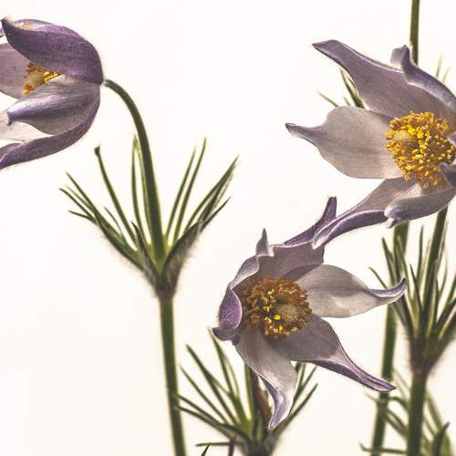 Photo #12506086