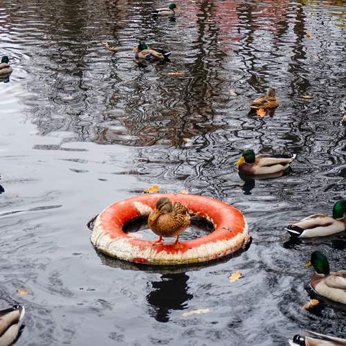 Photo #12506504