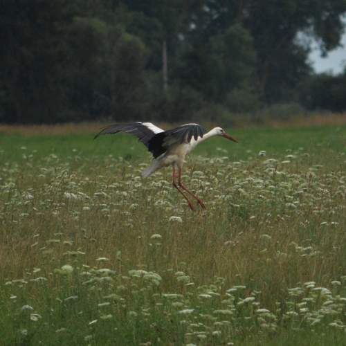 Photo #12506862