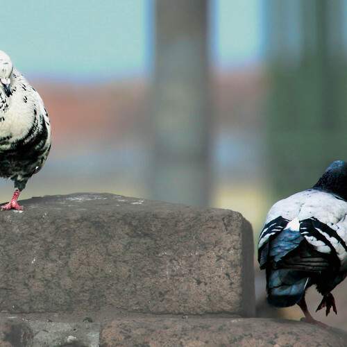 Photo #12506906