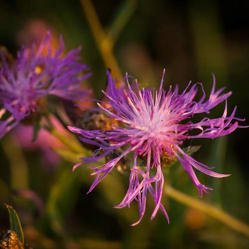 Photo #12507346