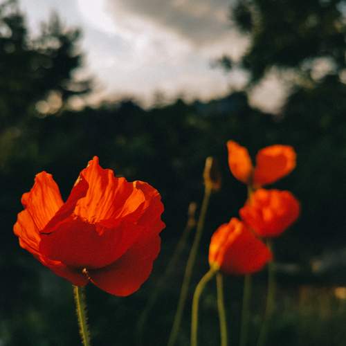 Photo #12508004
