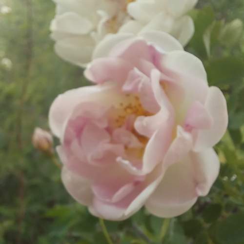 Photo #12508447