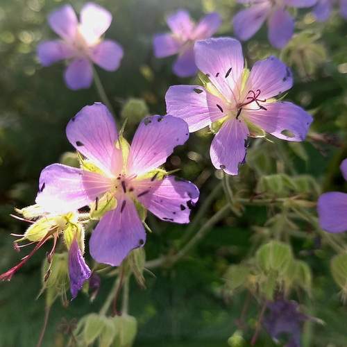 Photo #12508448