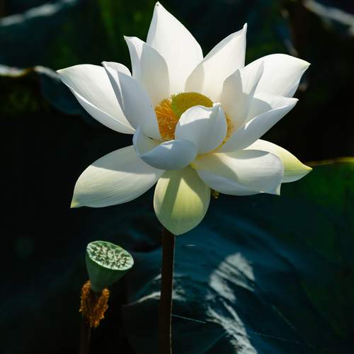White Lotus in the lagoon in the morning sunshine