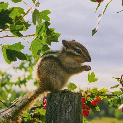 Photo #12508837