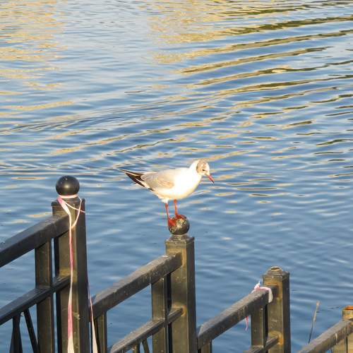 Photo #12508838