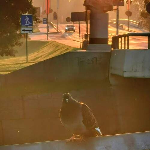 Photo #12509021