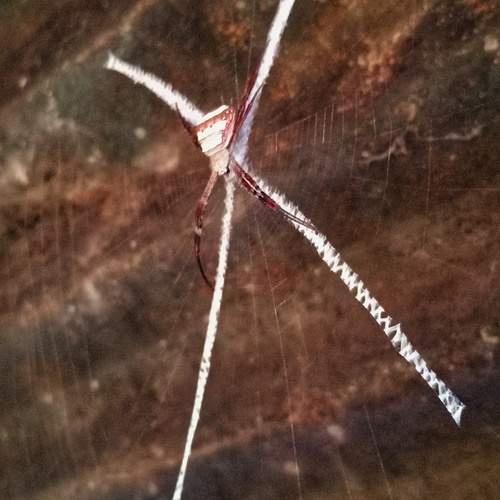 spider weaving a web