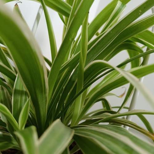 Photo #12509240