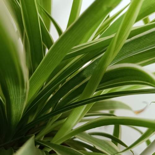 Photo #12509348